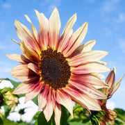 Creme and Pink Sunflower Seeds