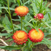 Strawflower Helichrysum bracteatum Seeds
