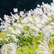 Silver Seeds, Miscanthus Sinensis