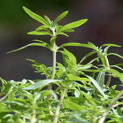 Summer Savory Seeds, Herbal
