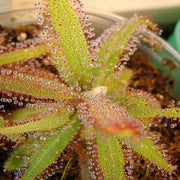 Lance-Leaf Sundew Seeds