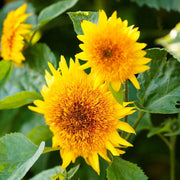 Thick Sunflower Seeds