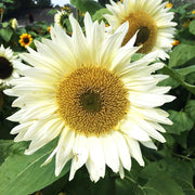 White Sunflower Seeds