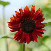 Red Sunflower Seeds