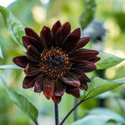 Chocolate Sunflower Seeds