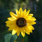 Sunflower Seeds - For Home Gardens Seeds