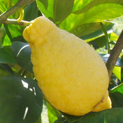 Lumia Lemon Seeds