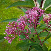Perennial Joe Pye Seeds