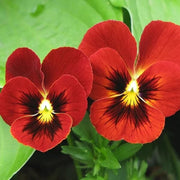 Red Wing Pansy Seeds