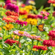Wildflower Seeds