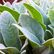 Silver Foliage Lamb's Ears Seeds, Herbal