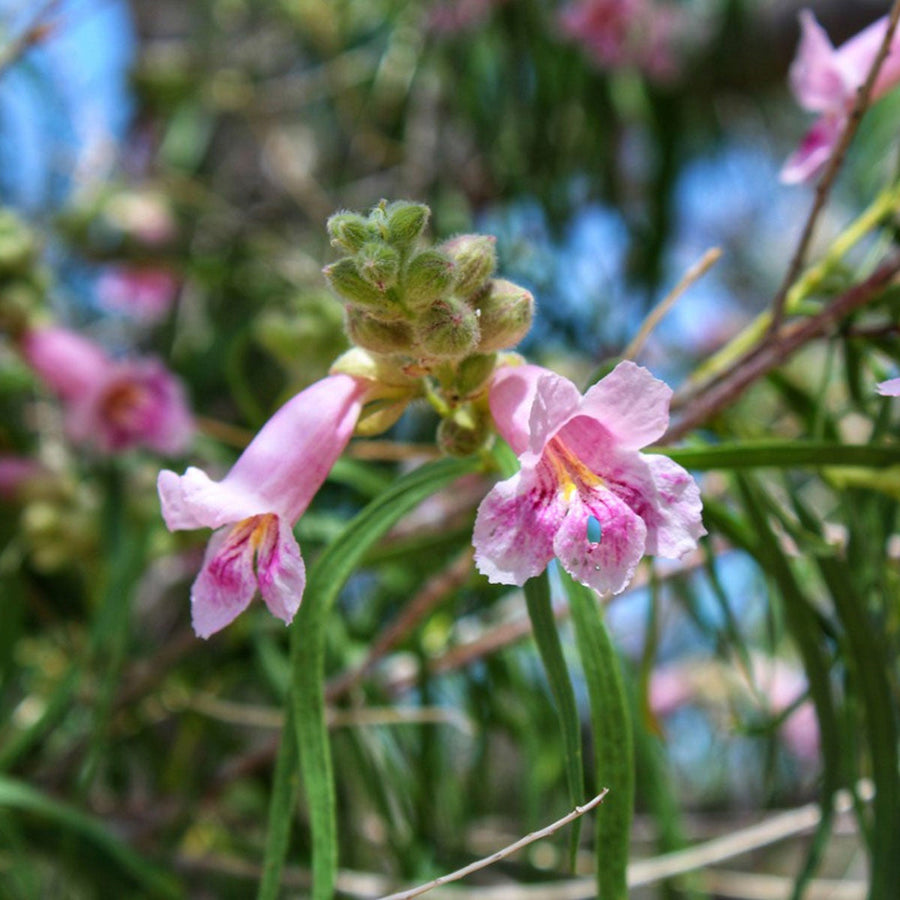 Drought Desert Willow Seeds