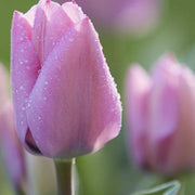 Lavender Tulip Seeds