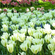Light Green Tulip Seeds