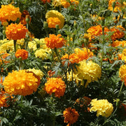 African Mix Marigold Seeds