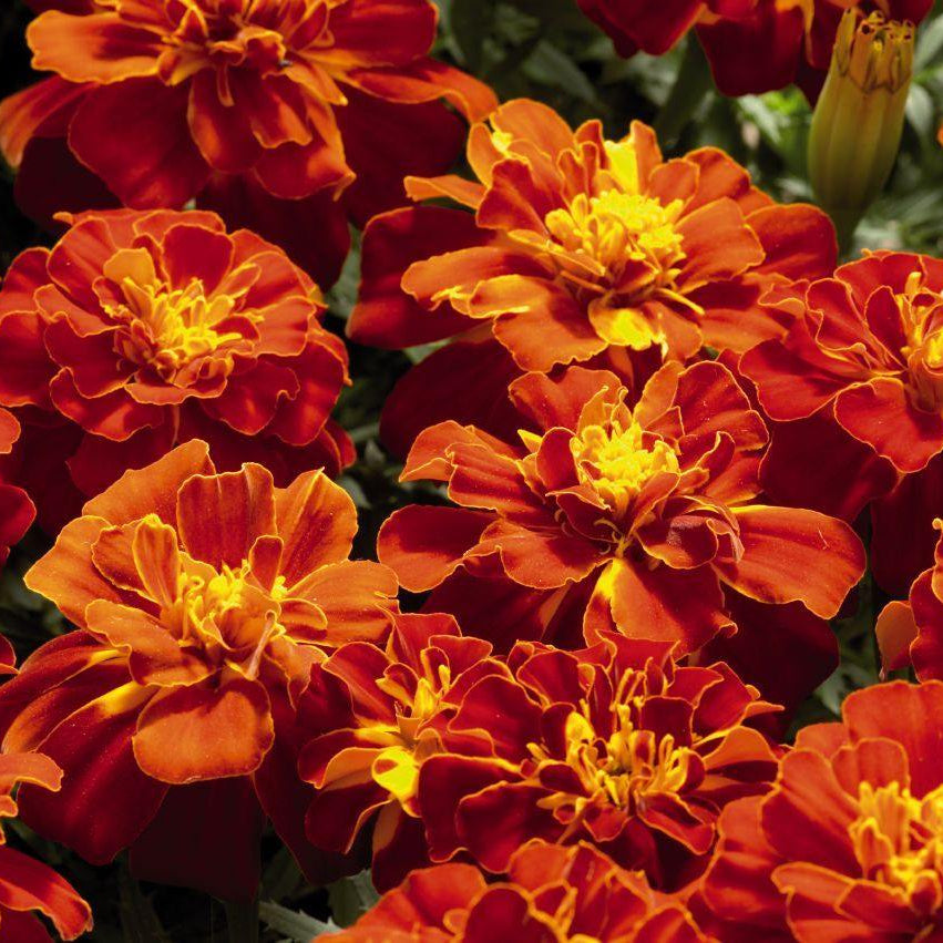 Safari Scarlet Marigold Seeds