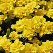 Safari Yellow Marigold Seeds