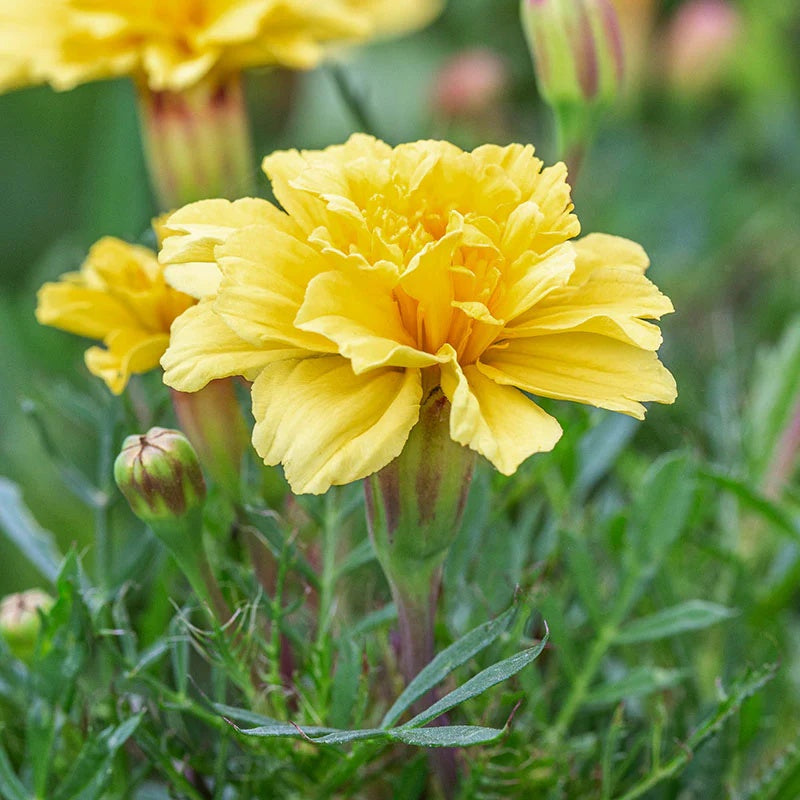 Creme Color Marigold Seeds