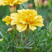 Creme Color Marigold Seeds