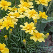 Creme Color Marigold Seeds