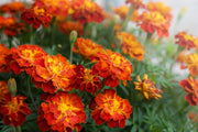 French Durango Flame Marigold Seeds