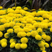 Marigold Seeds - African Seeds, Light Yellow