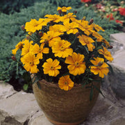 French Disco Orange Marigold Seeds