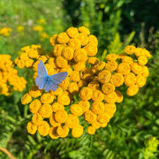 Tanacetum Vulgare Tansy Seeds