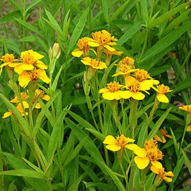 Aromatic Estragon Seeds, Herbal