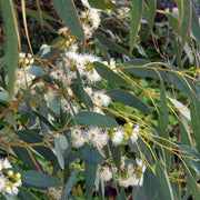 Tasmanian Blue Gum Eucalyptus Globulus Seeds