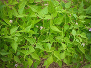 Drought Tolerant Bean Seeds - Vegetable Plant