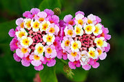 Wildflower Mix Lantana Seeds