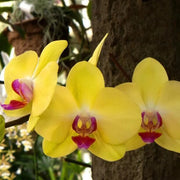 Deep Yellow Phalaenopsis Orchid Seeds