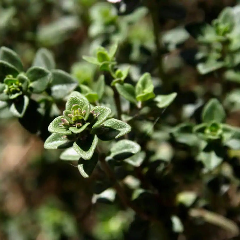 Thyme Herb Seeds, Thymus vulgaris Herb Seeds