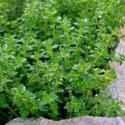 Lemon Thyme Seeds, Herbal
