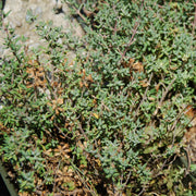 Fragrantissimus Thyme Seeds, Herbal