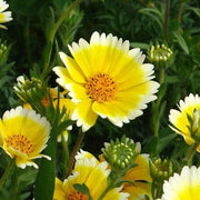 Tidy Tips Seeds - Layia platyglossa Flower Seeds