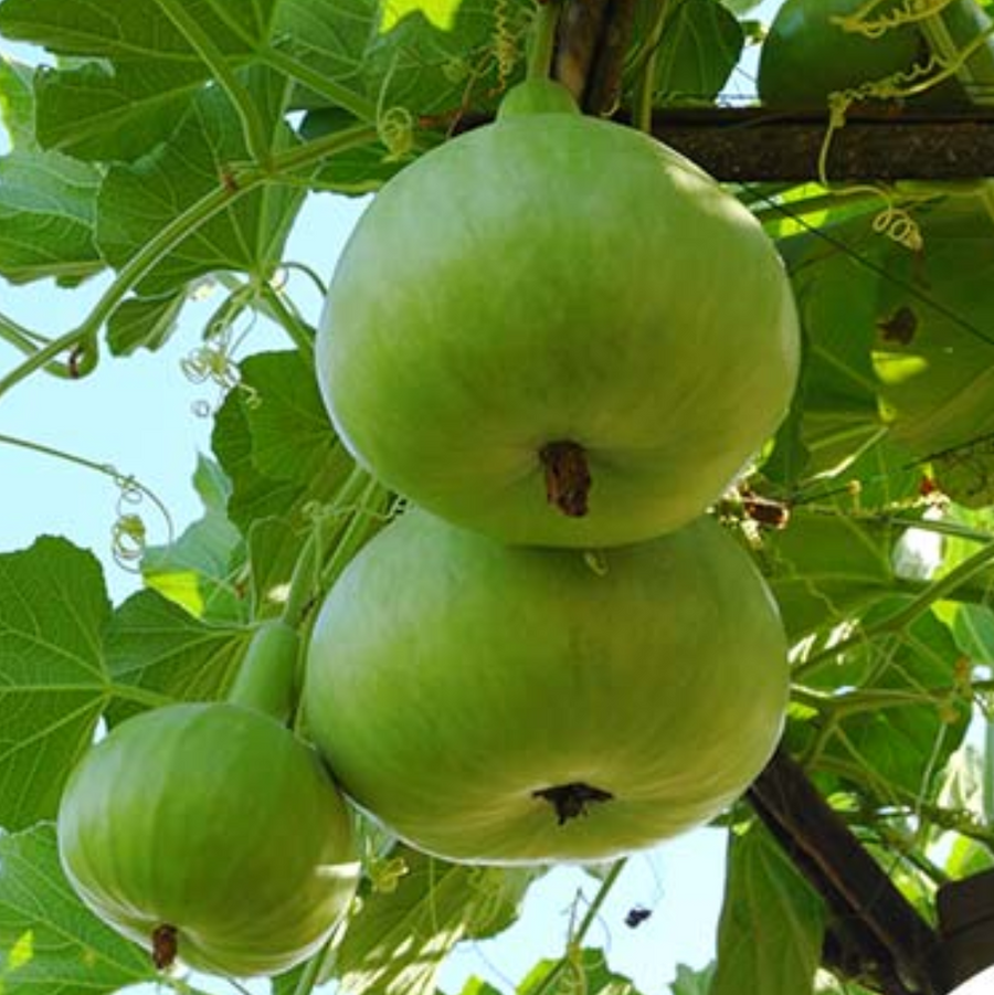 Tinda Seeds, Praecitrullus fistulosus Vegetable Seeds