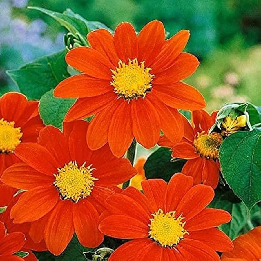 Mexican Sunflower Seeds - Tithonia rotundifolia Flower Seeds