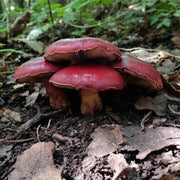 Burgundy Mushroom Seeds