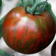 Orange Brown Tomato Seeds