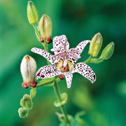 Perennial Japanese Toad Lily Seeds