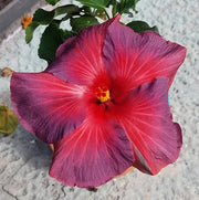 Ash Red Hibiscus Seeds