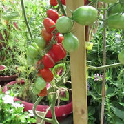 Grape Tomato Seeds