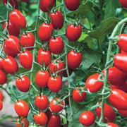 Grape Tomato Seeds