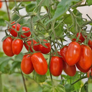 Grape Tomato Seeds