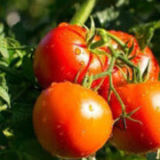 Phoenix Hybrid Tomato Seeds