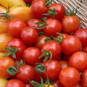 Mexican Silly Tomato Seeds
