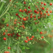 Tomberry Tomato Seeds