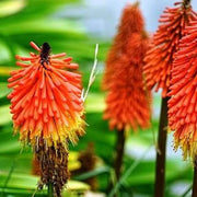Torch Lily Red Hot Poker Seeds